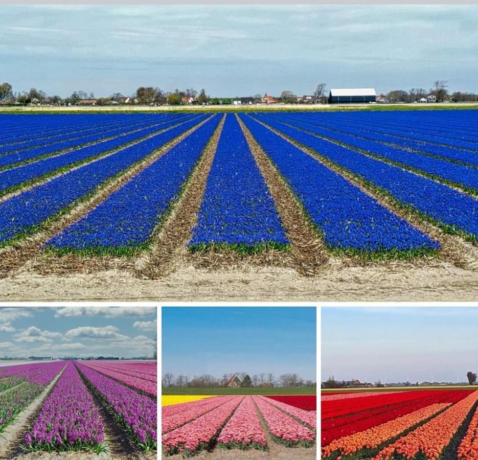 Luxe Bloemenzicht 4 Personen, Bnb, 10 Minuten Van Zee Breezand Bagian luar foto